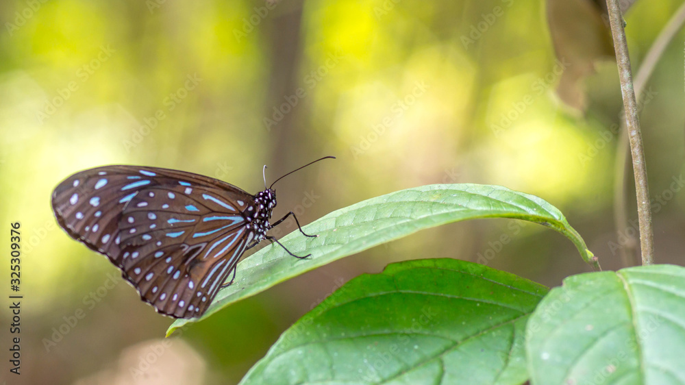 Naklejka premium Borneo butterfly on the green leaf