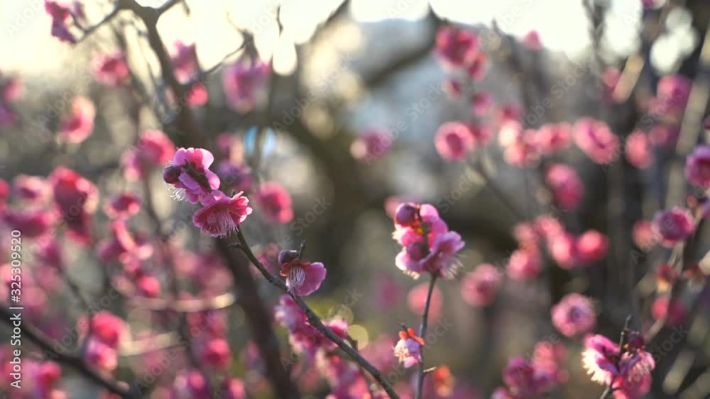 Blooming Pink Sakura Blossoms On Tree Branches In Japan On A Sunny Day - Closeup Shot Blooming Pink Sakura Blossoms On Tree Branches In Japan On A Sunny Day - Closeup Shot