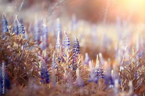 lupins in the field   summer flowers purple wild flowers  nature  landscape in the field in summer