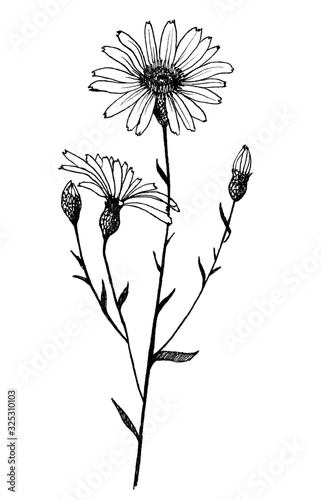 field chamomile hand-drawn liner in the classical technique, black and white line drawing, sketch on a white background for printing on fabrics and paper.