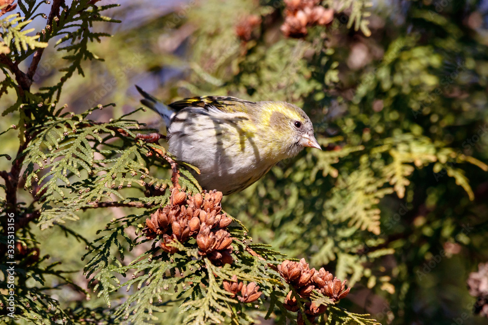 Naklejka premium Eurasian siskin spinus spinus female perched on branch of thuja tree eating cones. Cute little forest songbird in wildlife.