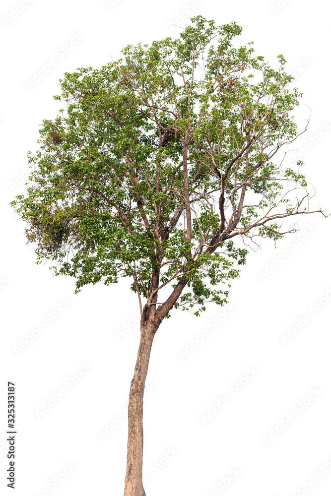 Isolated tree on white background