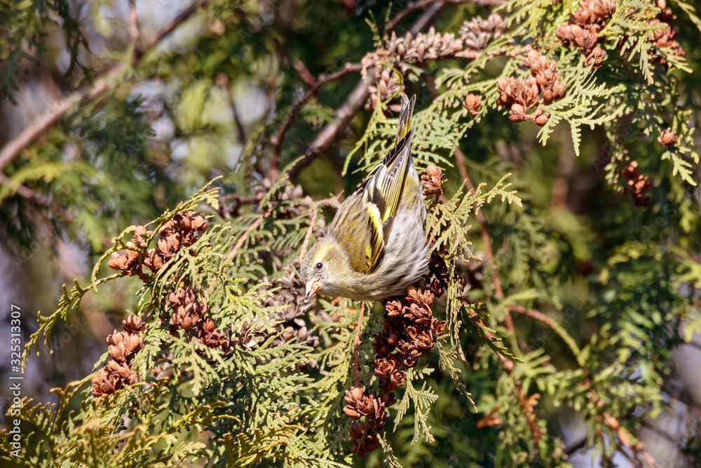 Obraz premium Eurasian siskin spinus spinus female perched on branch of thuja tree eating cones. Cute little forest songbird in wildlife.