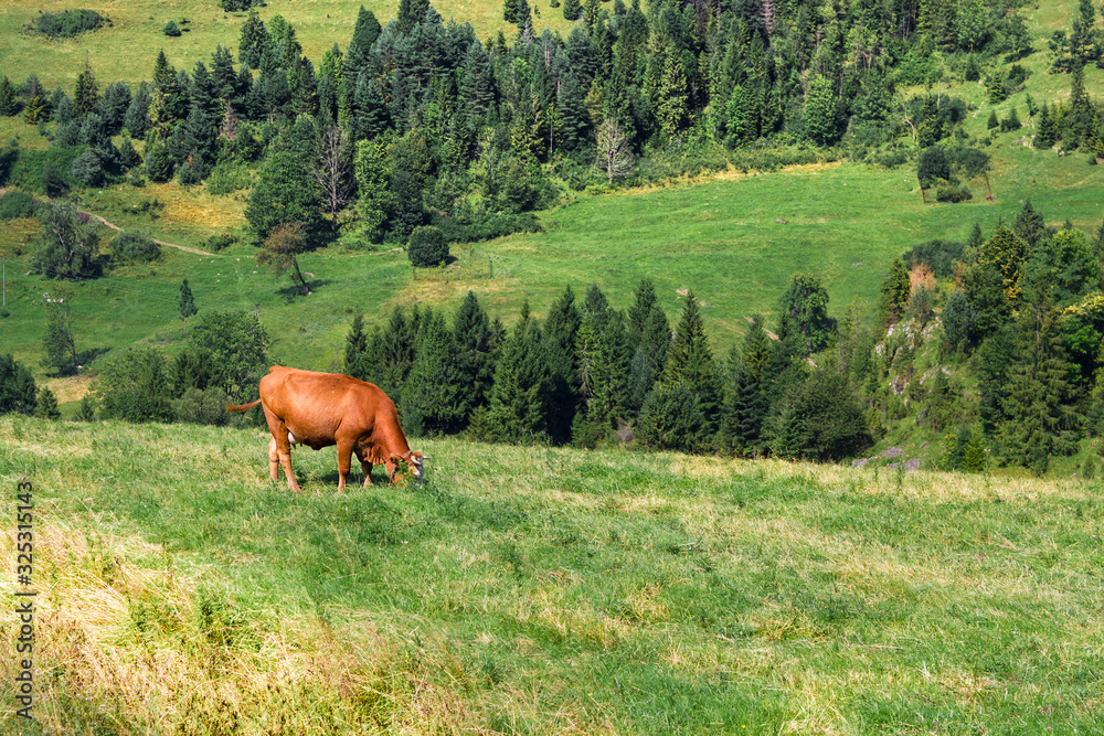 Grazing Cow in Pieniny mountains. Summer.