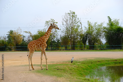 Photography giraffe in the zoo
