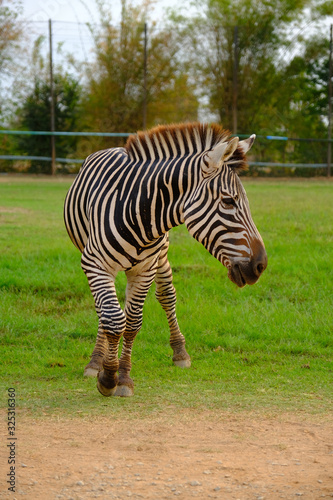 Close up of zebra