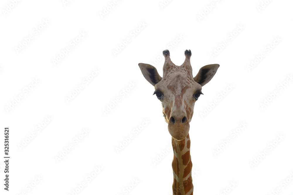 giraffe in the zoo