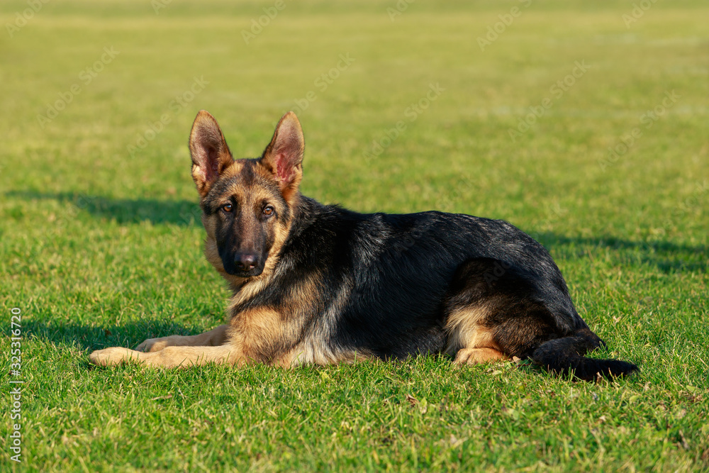 German Shepherd Dog German Shepherd Dog