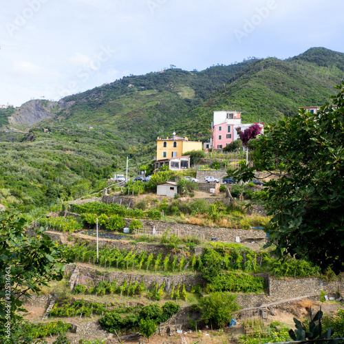 Cinque terre vine photo