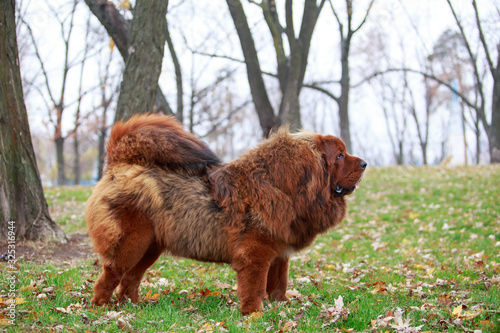 Dog breed Tibetan mastiff