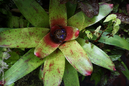 Neoregelia carolinae (Blushing Bromeliad) photo