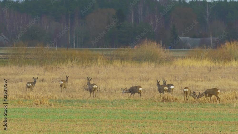 Group of European roe deer (Capreolus capreolus) fighting with each other in green agricultural field in overcast day, scared start run away, medium shot from a distance Group of European roe deer (Capreolus capreolus) fighting with each other in green agricultural field in overcast day, scared start run away, medium shot from a distance