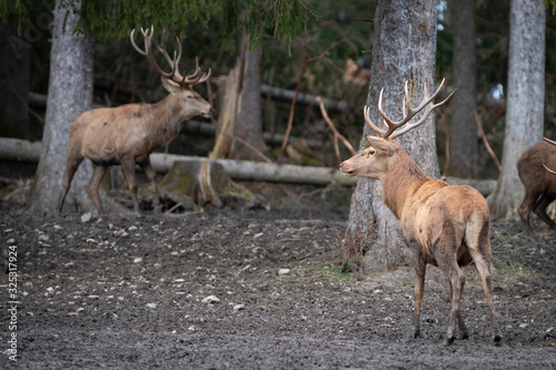 Fototapeta Naklejka Na Ścianę i Meble -  beautiful deer animals standing in bavarian wildlife forest with huge antlers