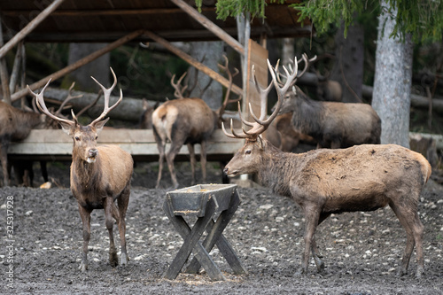 Fototapeta Naklejka Na Ścianę i Meble -  brown european deers with big antlers at feeding place in bavarian forest
