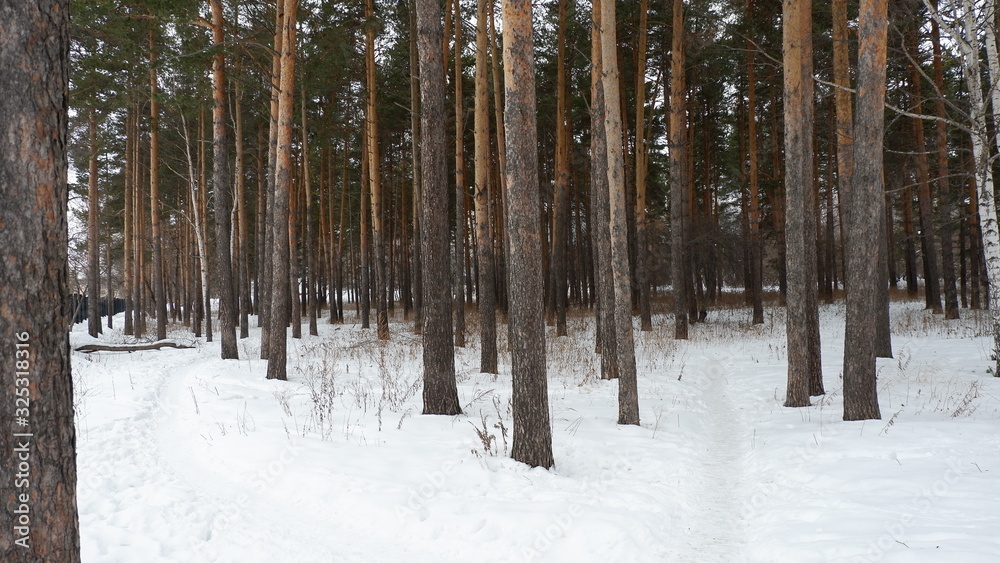 Naklejka premium forest in winter