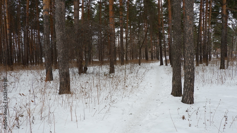 Fototapeta premium forest in winter