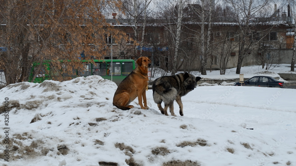 Naklejka premium dog in snow