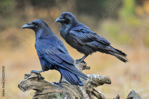 Tableau sur toile Common raven on old stump.  Corvus corax