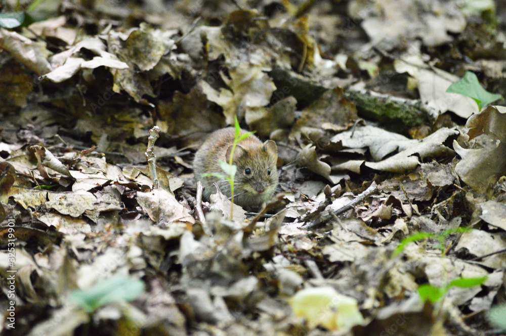 Small vole hidden in the brown and yellow fallen leaves in forest Small vole hidden in the brown and yellow fallen leaves in forest