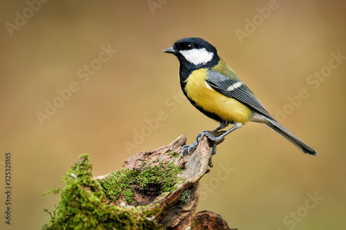 Great tit sitting on wooden stump with green moss. Beautiful small bird in natural habitat. Parus major © Milan