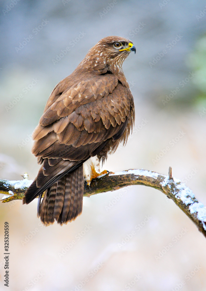 Common buzzard in winter. Common buzzard on brach. Buteo buteo Common buzzard in winter. Common buzzard on brach. Buteo buteo