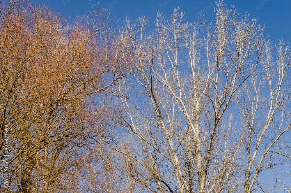 Large canopy of poplar trees in the winter sun. Large canopy of poplar trees in the winter sun.