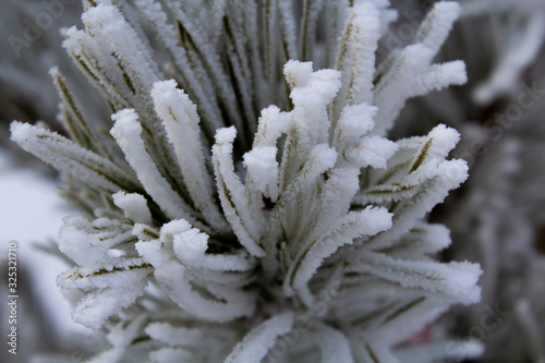 frost on spruce needles