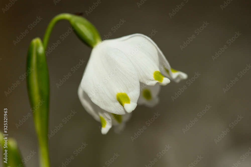 Spring snowflake (Leucojum vernum), perennial bulbous flowering plant species in the family Amaryllidaceae, single white flower with yellow or greenish marks near the tip of tepals, Asparagales, Amary Spring snowflake (Leucojum vernum), perennial bulbous flowering plant species in the family Amaryllidaceae, single white flower with yellow or greenish marks near the tip of tepals, Asparagales, Amary