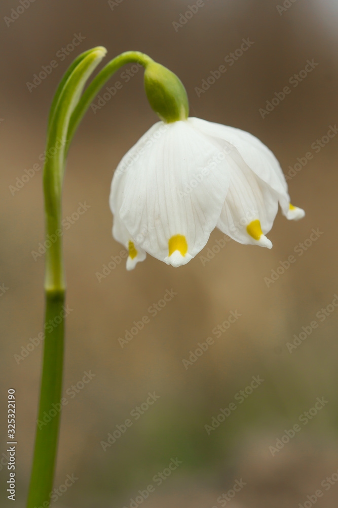 Spring snowflake (Leucojum vernum), perennial bulbous flowering plant species in the family Amaryllidaceae, single white flower with yellow or greenish marks near the tip of tepals, Asparagales, Amary Spring snowflake (Leucojum vernum), perennial bulbous flowering plant species in the family Amaryllidaceae, single white flower with yellow or greenish marks near the tip of tepals, Asparagales, Amary