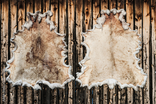 Reindeer skins drying on wooden wall photo