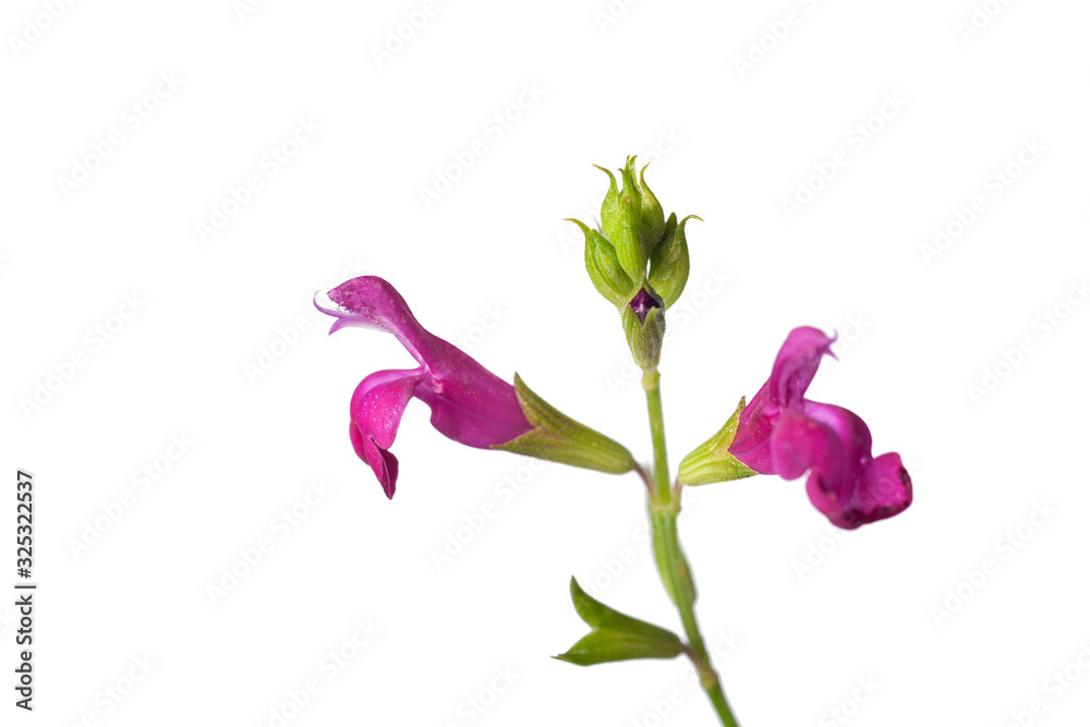 Obraz premium Isolated flowers of Salvia serpyllifolia