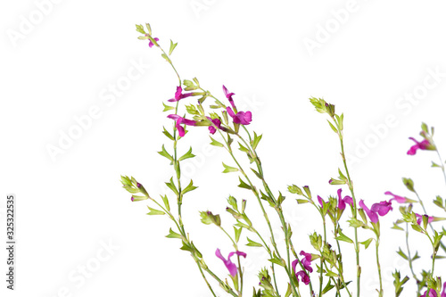 Flowers and leaves of Salvia serpyllifolia