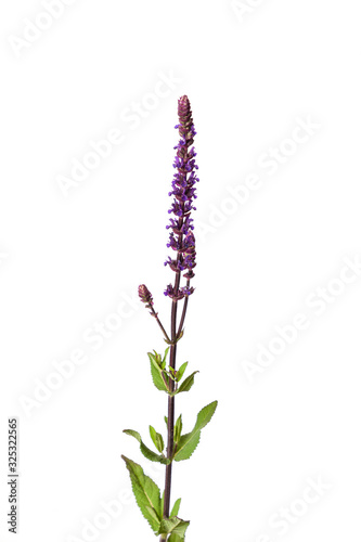 Isolated flowers of Salvia nemorosa