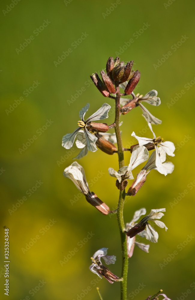 Flor de rúcula, dando paso a nuevas plantas que brotarán de la madre Flor de rúcula, dando paso a nuevas plantas que brotarán de la madre
