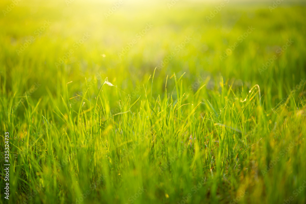 Spring fresh bright green grass at sunset on a warm sunny day. Green grass background texture. Element of design.