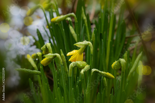 Soft focus of spring flowers  defocused Narcissus