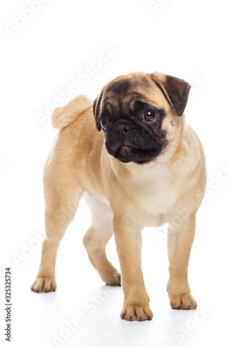 Pug puppy  isolated on a white background