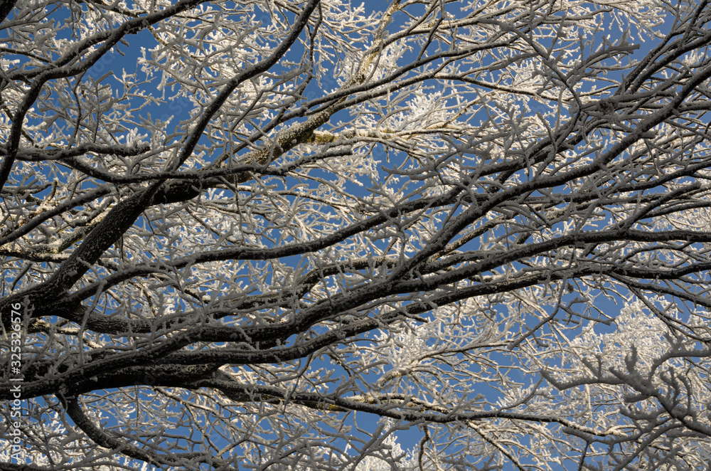 Winter background.Winter icing on trees.Winter landscape. Winter background.Winter icing on trees.Winter landscape.