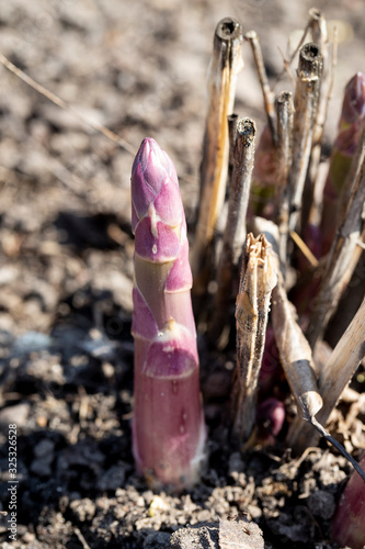 Spring shoots of young asparagus.