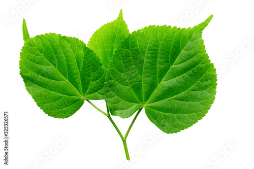 Green linden leaf isolated on white background. photo