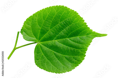 Green linden leaf isolated on white background.