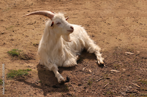 A white goat with big horns is resting and basking in the sun.