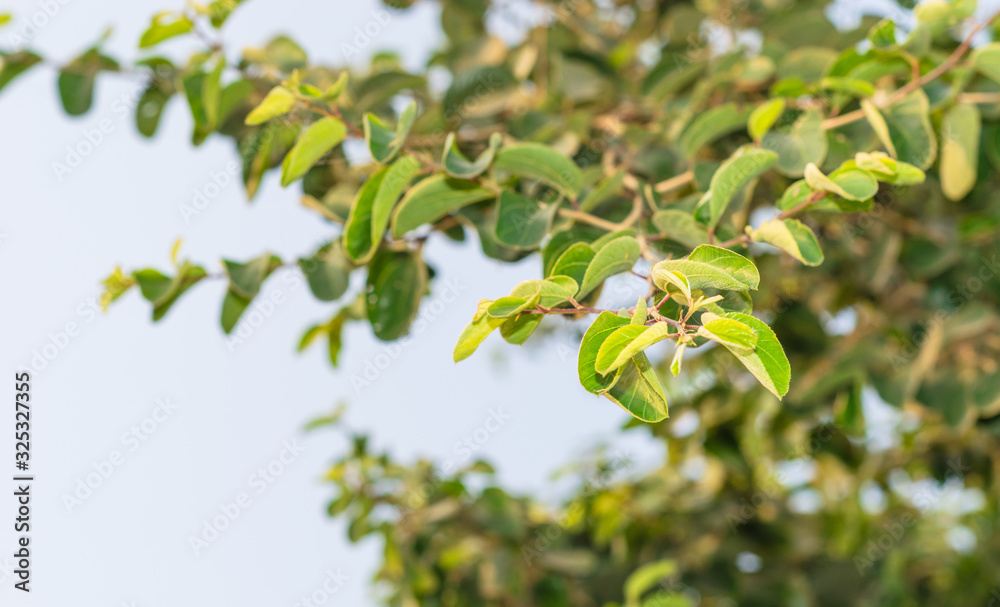 beautiful fresh herbal green leaves beautiful fresh herbal green leaves