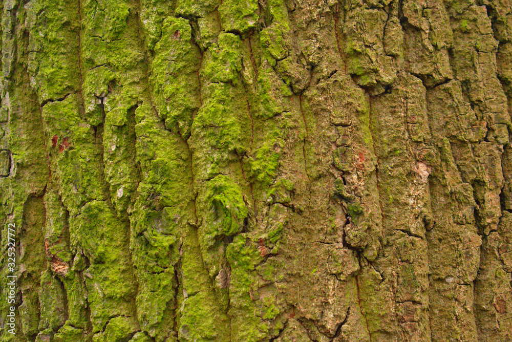 Tree bark with algae moss background in Tiergarten Berlin Germany Tree bark with algae moss background in Tiergarten Berlin Germany
