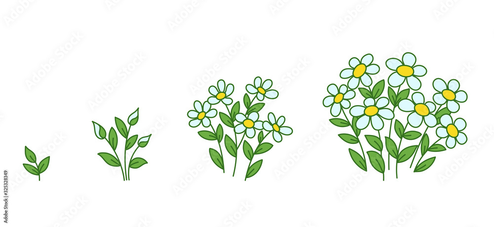 Chamomile flowers plants growth stages. Camomile development. Daisy animation progression period. Flower shop. Vector infographic.