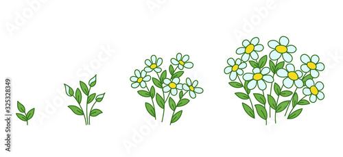 Chamomile flowers plants growth stages. Camomile development. Daisy animation progression period. Flower shop. Vector infographic.