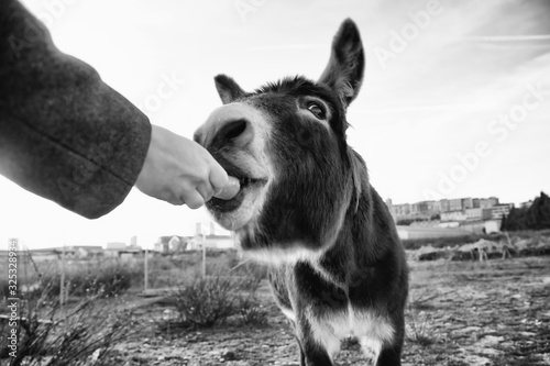 Fototapeta Naklejka Na Ścianę i Meble -  Donkeys on farm
