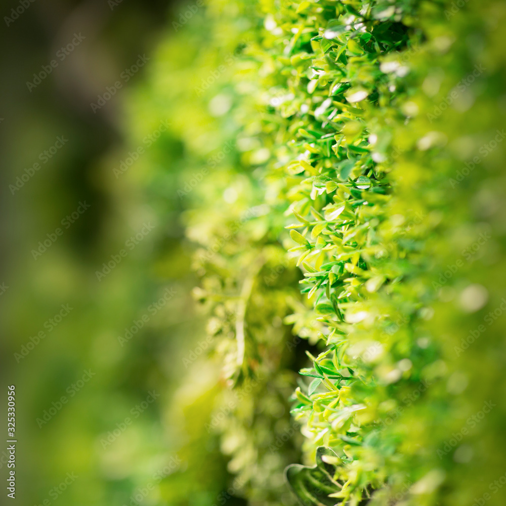 Green wall of different deciduous plants in the interior Green wall of different deciduous plants in the interior