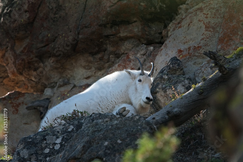 Mountain goats, oreamnos americanus, Yellowstone national park photo