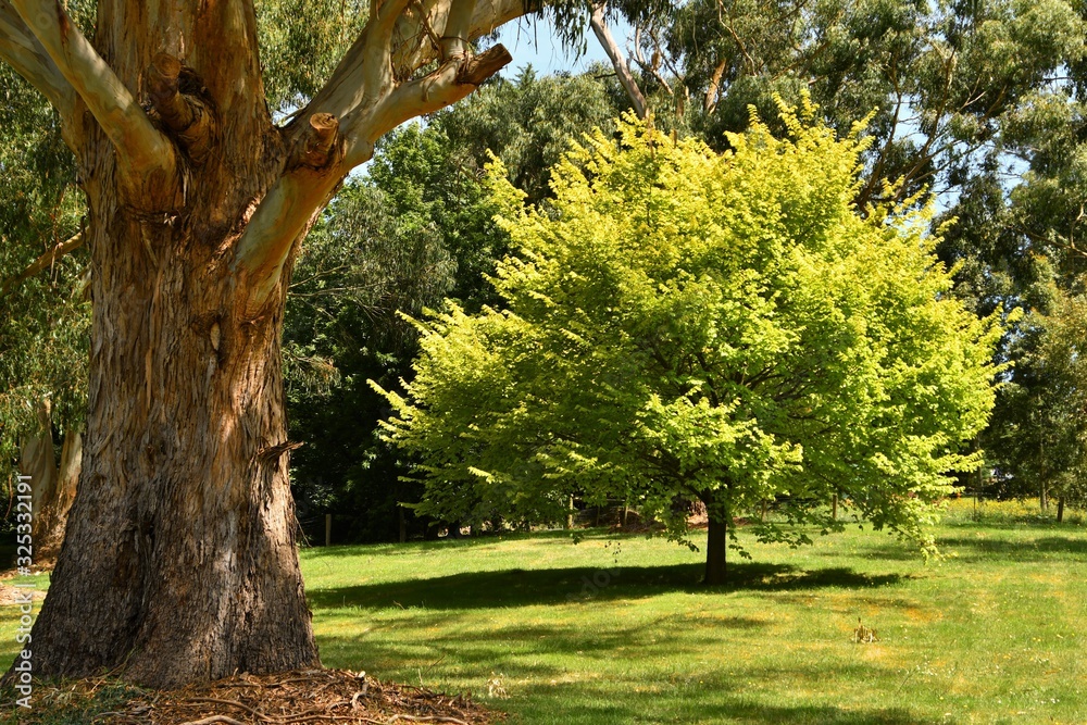 Naklejka premium A golden tree behind a Eucalypt at Korumburra Boranic Park, Gippsland, Victoria, Australia